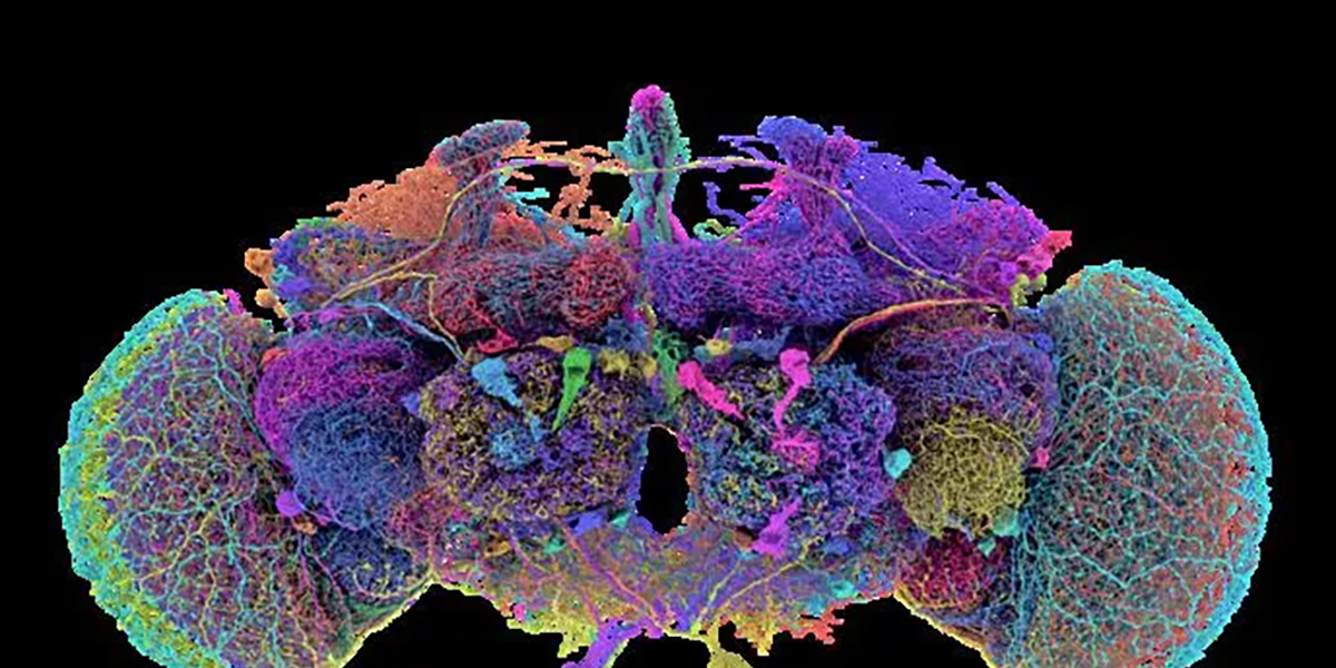 Moscerino della frutta, mappato per la prima volta il cervello